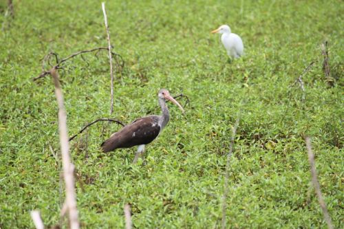 Von Naples durch die Everglades nach Key Largo – Bild 4 von 21