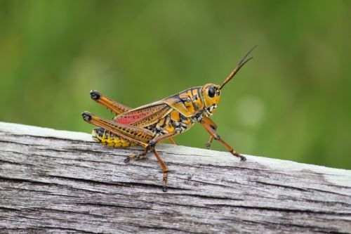 Von Naples durch die Everglades nach Key Largo – Bild 7 von 21